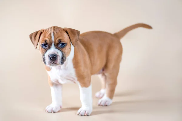 Little Blue Eyed Red White Staffordshire Terrier Puppy Light Beige — Stock Photo, Image