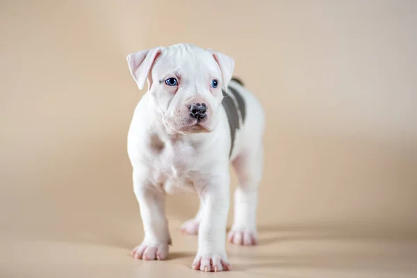 白斑蓝眼睛斯塔福德郡 浅米色摄影棚背景的特瑞尔公犬 — 图库照片