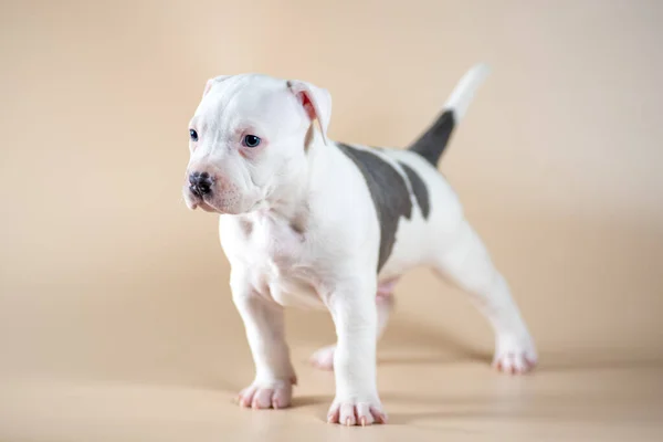 Blanco Manchado Ojos Azules Staffordshire Terrier Cachorro Masculino Sobre Fondo —  Fotos de Stock