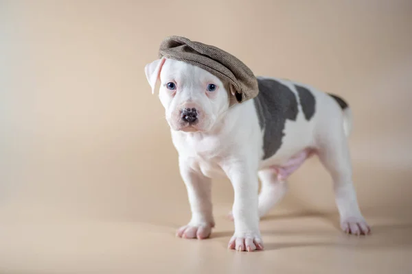 Weiß Getupfter Blauäugiger Staffordshire Terrier Welpe Mit Hut Auf Hellbeigem — Stockfoto