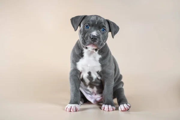 Gris Blanco Ojos Azules Staffordshire Terrier Cachorro Masculino Sobre Fondo —  Fotos de Stock