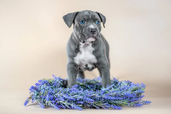 Kleiner Blauäugiger Staffordshire Terrier Welpe Von Grauer Farbe Steht Einem — Stockfoto