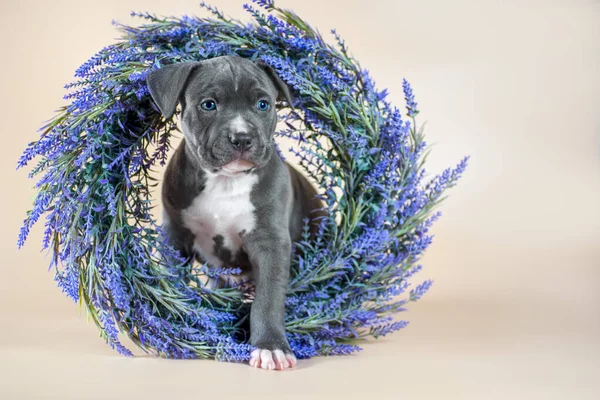 Kleiner Blauäugiger Staffordshire Terrier Welpe Von Grauer Farbe Steht Einem — Stockfoto