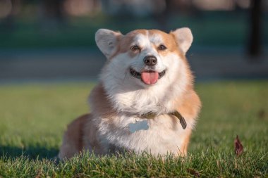 Galli Corgi Pembroke köpeği yazın manikürlü yeşil çimlerde oturur.