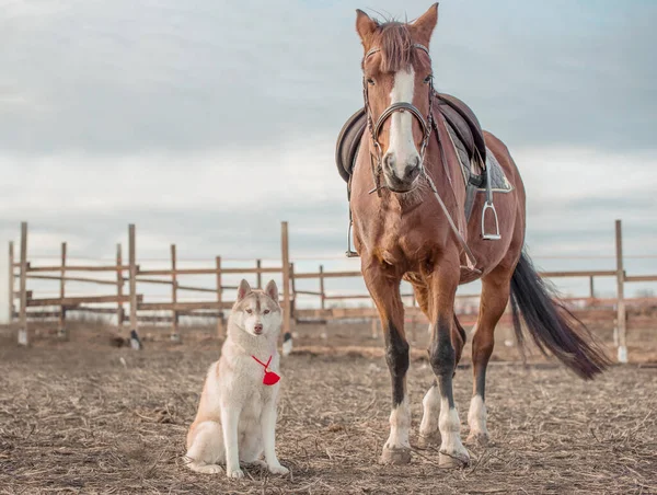 stock image Siberian husky puppy and a big horse in an empty autumn field