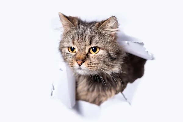 胖胖的杂种猫爬过白纸上的一个洞 — 图库照片