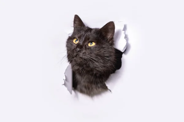 Svart Blandras Katt Klättrar Genom Ett Hål Ett Vitt Papper — Stockfoto