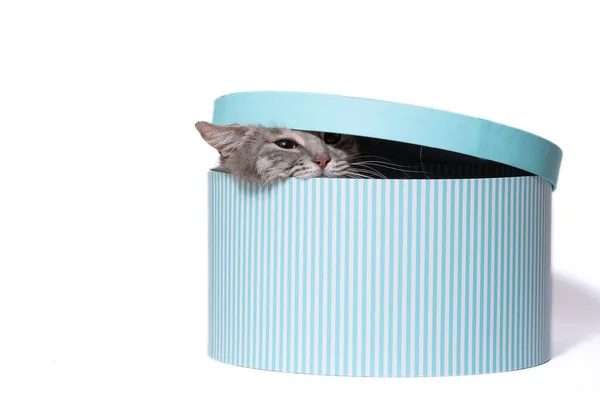 灰蒙蒙的黄眼睛胖胖的猫从有盖子的条纹圆帽盒里爬出来 — 图库照片