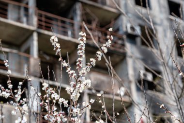 Ukrayna şehrindeki yıkılmış ve yanmış evlerin arka planına karşı beyaz çiçeklerin çiçek açması ve yeniden canlanması