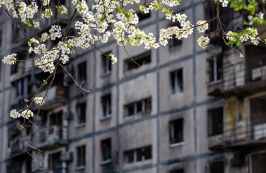 Ukrayna şehrindeki yıkılmış ve yanmış evlerin arka planına karşı beyaz çiçeklerin çiçek açması ve yeniden canlanması