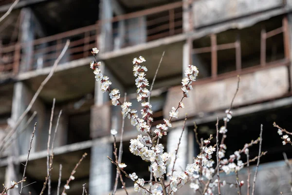 ウクライナの都市で破壊され焼失した家の背景に白い花の開花と復活 — ストック写真