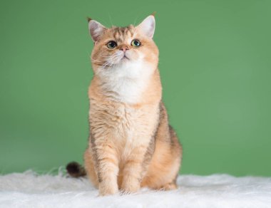 İngiliz soyundan yetişkin, düşünceli bir kedi. Altın çinçilya renginde. Yeşil bir arka planda beyaz sahte kürkten yapılmış bir halının üzerinde oturuyor ve yukarı bakıyor.