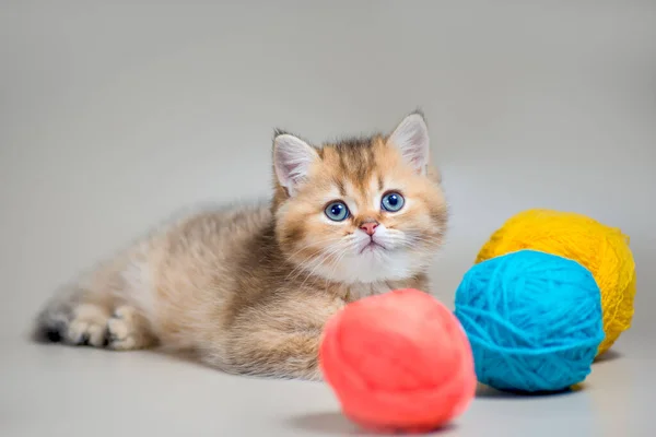 ベージュ地に3つのウールボールを持つ黄金の英国の短毛品種の青い目の子猫 — ストック写真