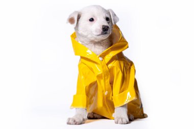 Parlak sarı yağmurluk ve kapüşonlu açık renkli köpek yavrusu beyaz bir arka planda oturuyor.