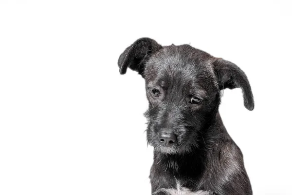 Lop Eared Mestizo Triste Negro Cachorro Sobre Fondo Blanco —  Fotos de Stock