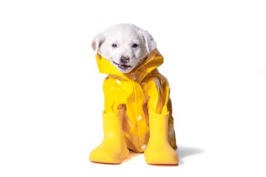 Sarı yağmurluk ve lastik çizme giymiş beyaz köpek yavrusu açık renkli bir stüdyoda sırıtıyor.