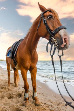 Gün batımında deniz kıyısında koşumlu kestane atı geniş açılı mercekle çekiliyor.