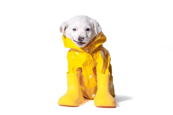 Kundel Szczeniak Białym Kolorze Ubrany Żółty Płaszcz Przeciwdeszczowy Gumowe Buty — Zdjęcie stockowe