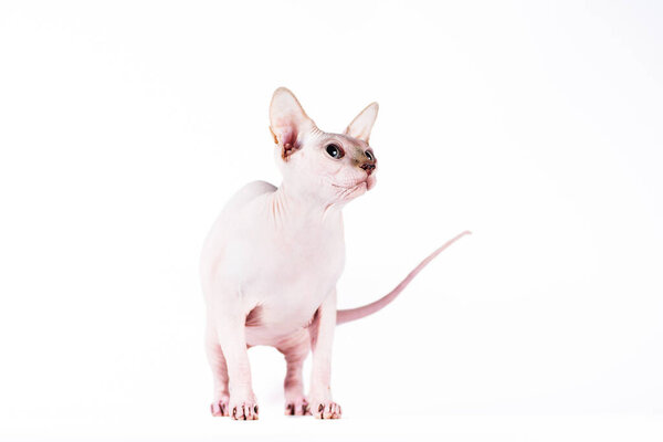 adult pink cat of the sphinx breed on a white background