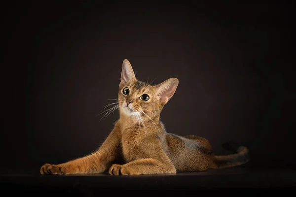 well-groomed cat of the Abyssinian breed lying on a dark background