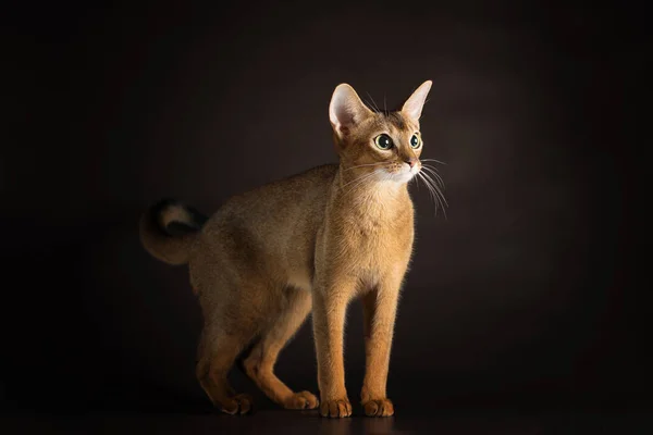 well-groomed cat of the Abyssinian breed standing on a dark studio background