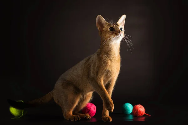 well-groomed cat of the Abyssinian breed playing with balls of yarn on a dark studio background