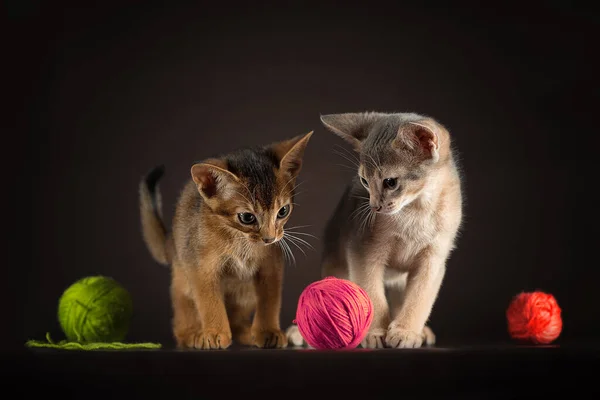 Хорошо Ухоженные Два Котенка Абиссинской Породы Играют Клубками Пряжи Темном — стоковое фото