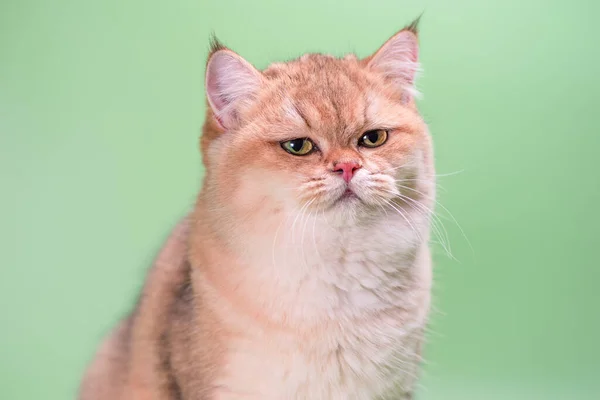 Недовольный Взрослый Кот Британской Короткошерстной Золотистой Шиншиллы Хмурится Светло Зеленом — стоковое фото