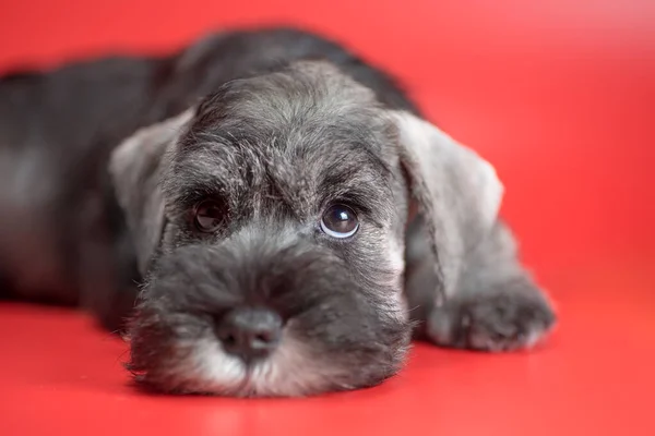 Triste Cachorro Schnauzer Miniatura Acostado Sobre Fondo Estudio Rojo Mirando —  Fotos de Stock