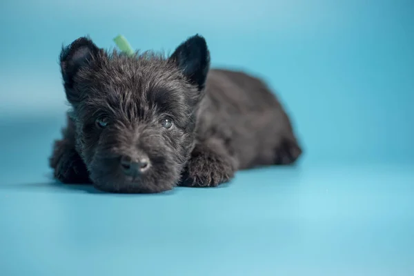 Açık Mavi Arka Planda Siyah Bir Scotch Terrier Köpeği Yatıyor — Stok fotoğraf