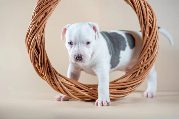 Cachorro Staffordshire Terrier Ojos Azules Dentro Anillo Vid Trenzado Sobre —  Fotos de Stock