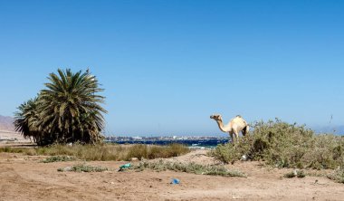 Sahilde yaşlı hasta bir deve ve ve Mısır 'da bir çöp yığını.