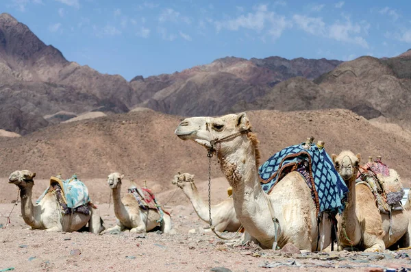 Camelos Deserto Egypt Sharm Sheikh — Fotografia de Stock