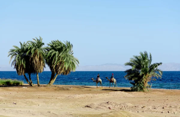 Camellos Palmeras Verdes Playa Del Mar Rojo Egipto Sharm Sheikh — Foto de Stock