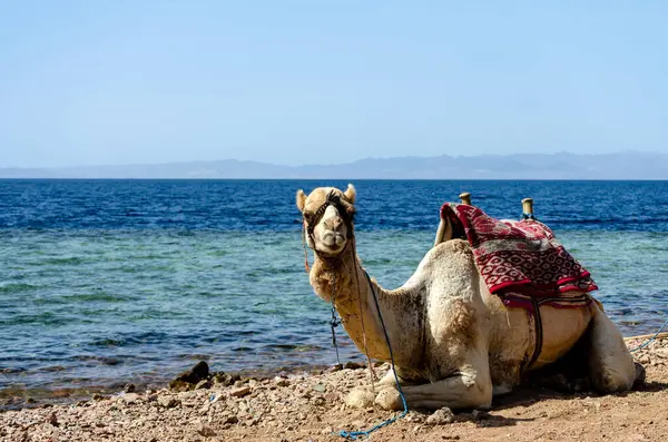 Kamel Röda Havet Stranden Egypten Sharm Sheikh — Stockfoto