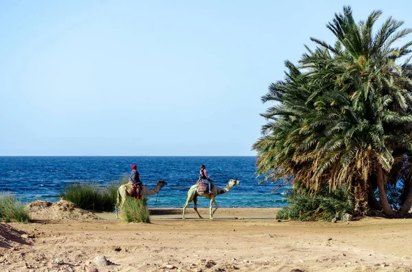 Cavaleiros Camelo Palmeiras Verdes Praia Mar Vermelho Egito Sharm Sheikh — Fotografia de Stock