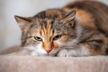 Yetişkin üç renkli kızgın kedi halıya yapışmış ve korkunç görünüyor.