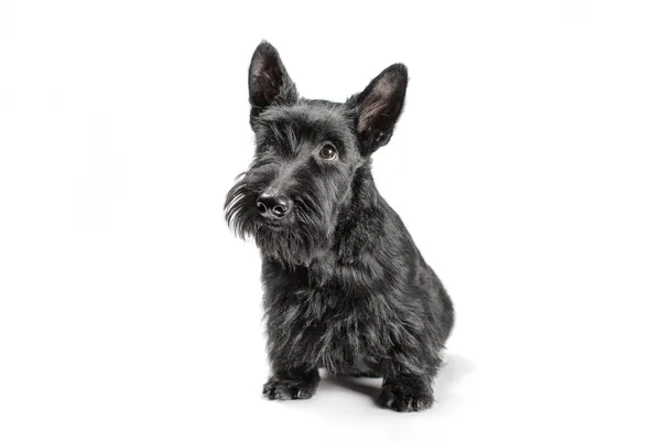 Black Funny Scotch Terrier Puppy Sitting White Background — Stock Photo, Image
