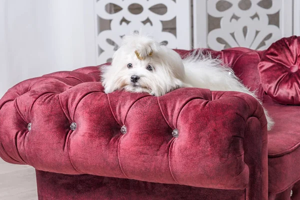 white adult Maltese dog is sad on a luxurious velour burgundy sofa with round pillows