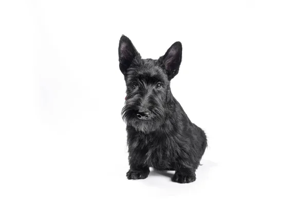 Negro Divertido Scotch Terrier Cachorro Sentado Sobre Fondo Blanco — Foto de Stock