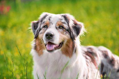 Güneşli bir günde yeşil bir çimenlikteki bir çoban köpeğinin portresi.