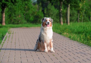 Avustralya çoban köpeğinin sulayan köpeği güneşli bir günde yazın bir parkta kaldırımda oturuyor.