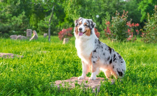 Wating Hond Van Australische Herder Ras Zitten Steen Een Park — Stockfoto