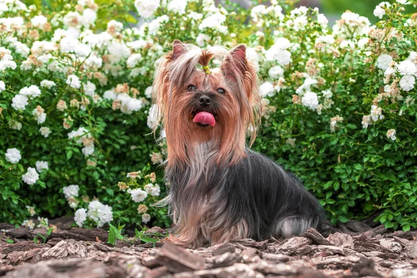 stock image Yorkshire terrier dog sitting in front of a flowerbed with white flowers on a sunny day