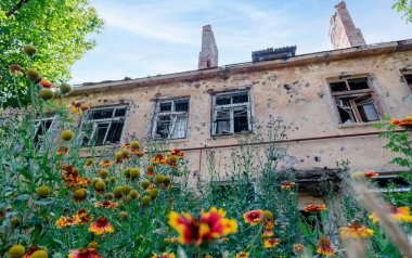 Rusya ile Ukrayna 'da yıkılan evlerin arka planına karşı taze doğal çiçekler.