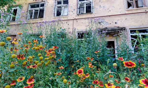 Fresh Natural Flowers Background Destroyed Burnt Houses War Ukraine Russia — Stockfoto