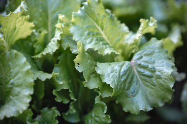 yeşil taze marul sağlıklı gıda vegan arka planı bırakır