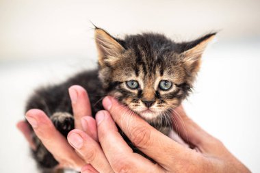 Evcil hayvan bakımı zavallı kedi yavrusu insanların elinde.