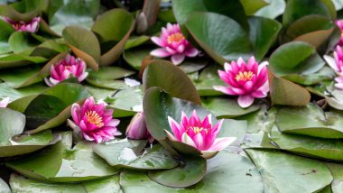 Nilüfer çiçekleri ve yeşil yapraklar göle yakın çiçek açar.