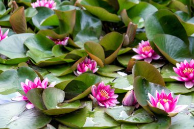 Nilüfer çiçekleri ve yeşil yapraklar göle yakın çiçek açar.